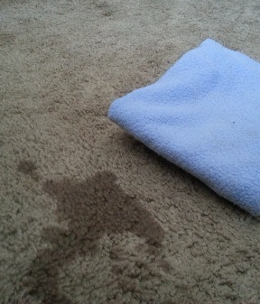 dog pee stains